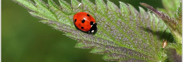 Coccinelle à 7 points (1) - Coccinella septempunctata