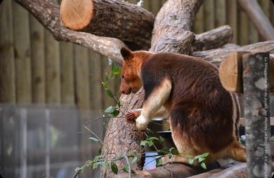 Ménagerie du Jardin des Plantes : Le Dendrolague de Goodfellow