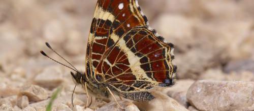 La Carte Géographique, papillon surprenant