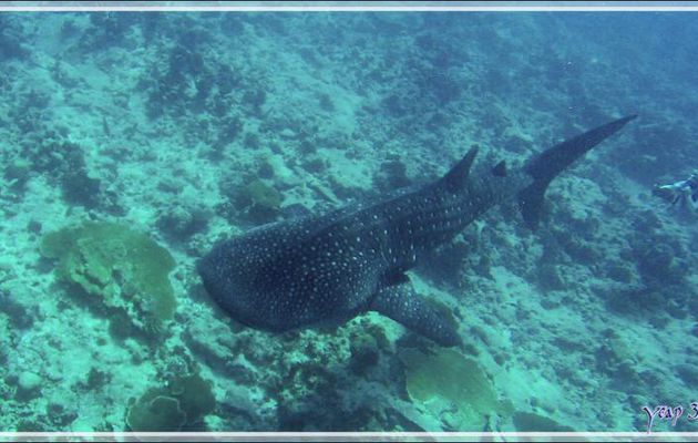 Ma première rencontre avec un Requin-baleine, gros même s'il n'était pas énorme ! - Sud de l'atoll d'Ari - Maldives