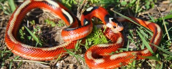 Lampropeltis triangulum nelsoni - Aberrant