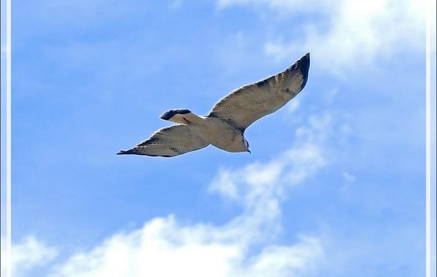 En attendant l'arrivée des condors : Buse blanche (Pseudastur albicollis) - Cruz del Condor - Cañon de Colca - Pérou