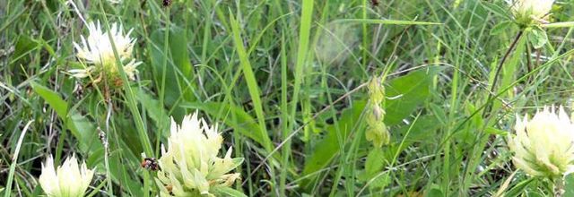 Trifolium ochroleucom  -  trèfle jaunâtre