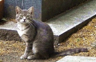 Les chats du cimetière de Montmartre