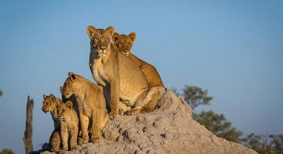 Cette si belle faune sauvage ... 