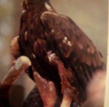 L'aigle royal
