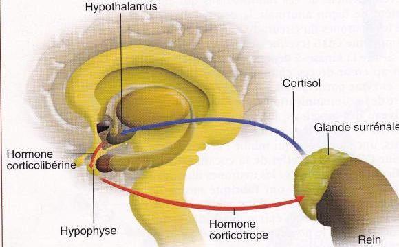 Cerveau, émotions positives et négatives, stress.