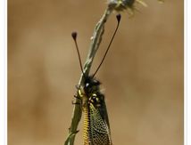 Ascalaphe ambré - Libelloides longicornis (Linnaeus, 1764)