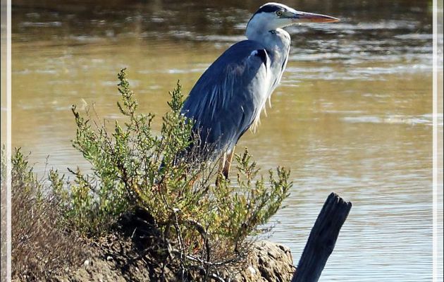 Héron cendré, Grey Heron (Ardea cinerea) - Ars-en-Ré - Île de Ré - 17