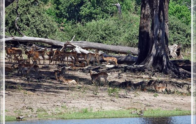 Impalas (Aepyceros melampus) - Safari nautique - Parc National de Chobe - Botswana