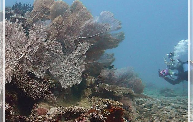 Gorgone géante, Giant seafan (Annella mollis) - Les Tétons - Tsarabanjina - Mitsio - Madagascar