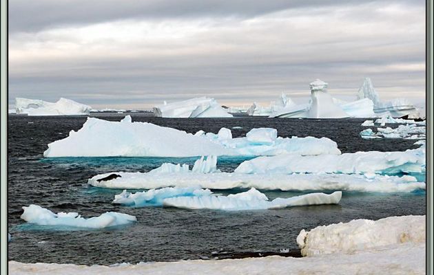 Léopard de mer, phoque léopard - Pleneau Bay - Péninsule Antarctique 