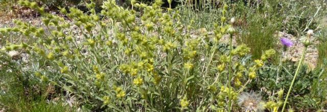 Phlomis lychnitis  -  phlomis lychnite