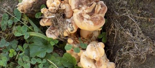 Balade automnale 1. les champignons