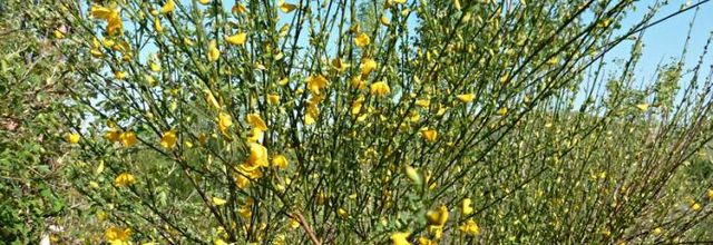 Cytisus scoparius - genêt à balais