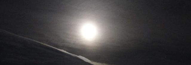 La lune, les fleurs et les vaches