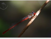 Agrion délicat (Ceriagrion tenellum) mâle...
