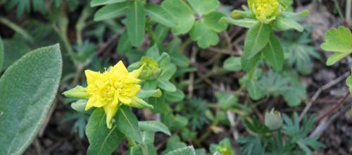 C'est quoi donc ? Euphorbia polychroma