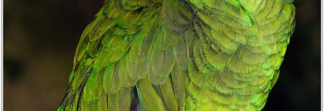 Amazone à Front Bleu (1) - Amazona aestiva