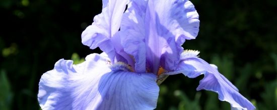 Iris 'Pacific Mist'