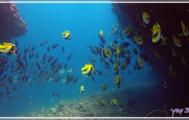 Poissons cochers masqués ou Heniochus cornus ou Taurillons du pauvre, Masked bannerfish (Heniochus monoceros) - Thudufushi Thila - Atoll d'Ari - Maldives
