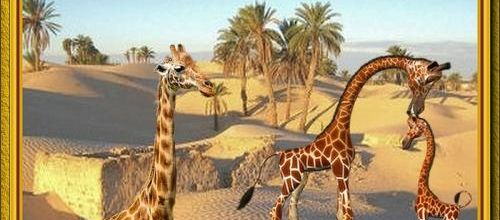 La savane .