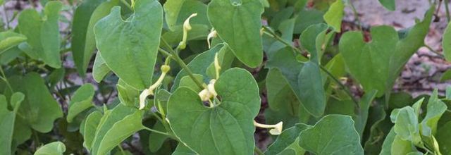 Aristolochia clematitis - aristoloche clématite