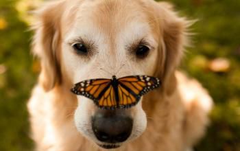 Des animaux et des papillons