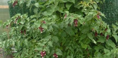 Le    leycesteria,