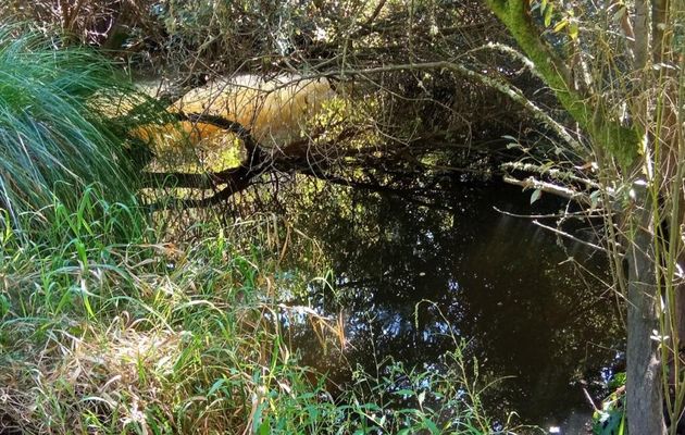 défi reflets d'Annie N°12