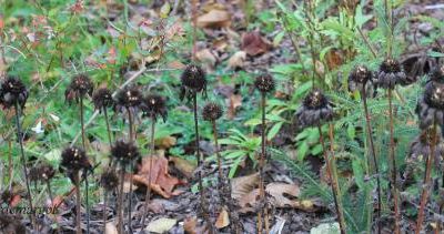 Des échinacées pour Halloween ? 2015