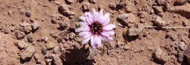 Djebel Saghro - fin 