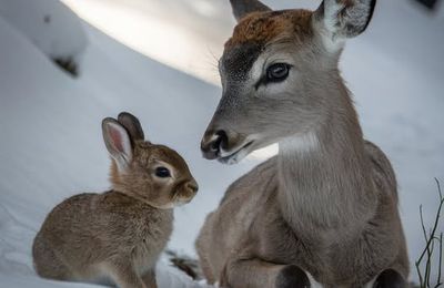 Regard sur les animaux