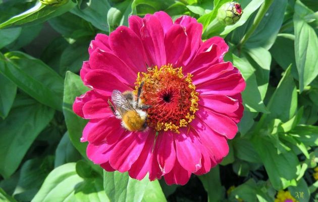 fleurs et bébètes 