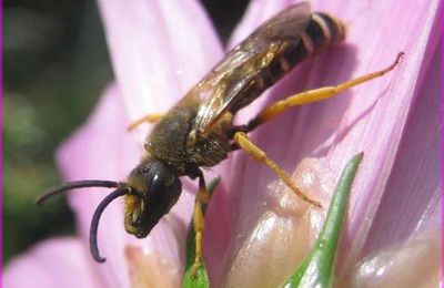 Halictus scabiosae