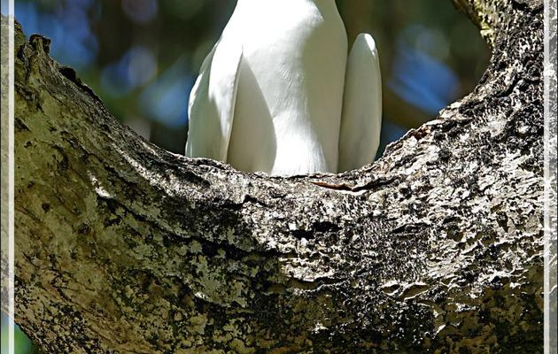 Gygis blanche couvant, White Tern (Gygis alba) et Noddi marianne au nid, Lesser Noddy (Anous tenuirostris)  - Ile Aride - Seychelles