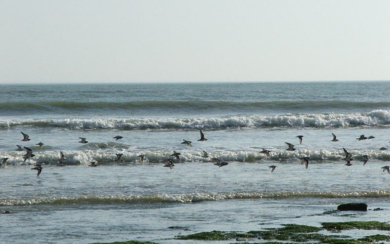 les oiseaux du bord de mer à l'ile de Ré 
