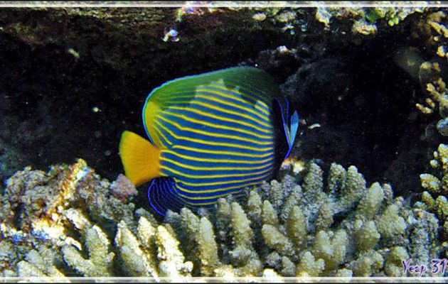 Poisson-ange empereur, Emperor angelfish (Pomacanthus imperator) - Snorkeling à Thudufushi - Atoll d'Ari - Maldives