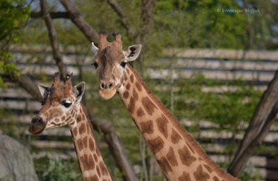 Parc Zoologique de Paris : La girafe d'Afrique de l'Ouest