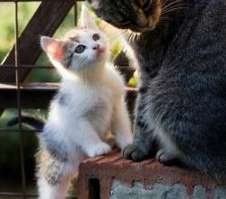 Cher chaton, bienvenue à la maison !
