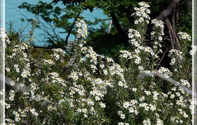 Fachine ou Mata nera (Chiliotrichum diffusum) - Peninsula de Magallanes - Patagonie - Argentine