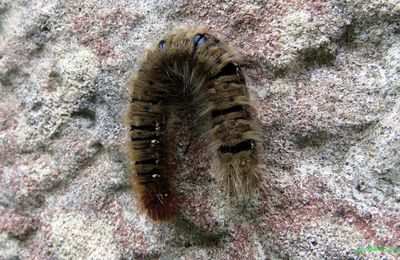 une chenille  ? 