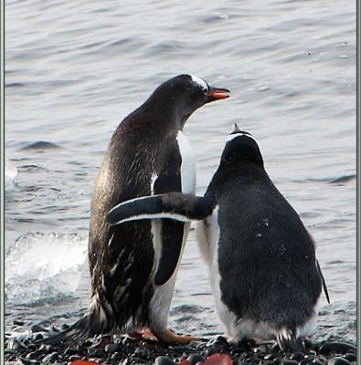 Tu viens chéri, on a assez contemplé la mer, on va se faire un petit câlin... - Manchots papous - Brown Bluff  - Péninsule Antarctique