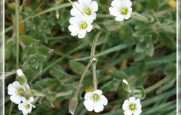 Céraiste des Alpes (Cerastium alpinum) - Sermermiut - Baie de Disko - Groenland