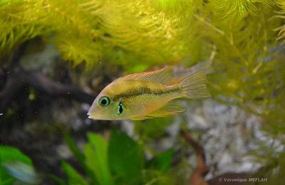 Palais de la Porte Dorée et l'Aquarium Tropical : Les cichlidés : Thorichthys Aureus