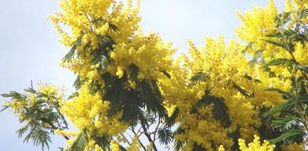 Mimosa à Pornic 2010
