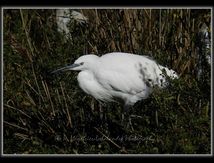 Aigrettes garzette - Egretta garzetta