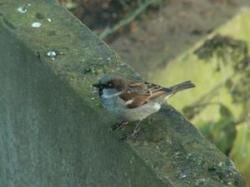 Dieu fait les p'tits oiseaux