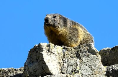 Chasse photographique "La Marmotte"