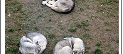 Les 1001 façons de dormir du Husky
